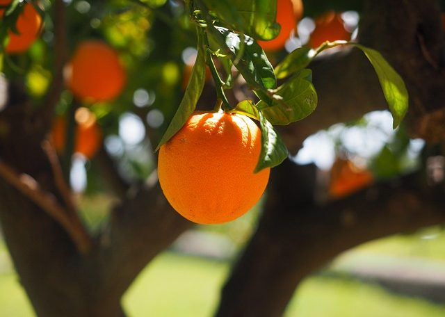 orange, fruit, tree, orange tree, orange fruit, fresh, fresh fruit, harvest, organic, produce, fresh produce, orchard, orange orchard, citrus fruit, citrus, nature, rutaceae, citrus tree, vitamin c, fresh orange, orange grove, ripe, ripe orange, fruit tree